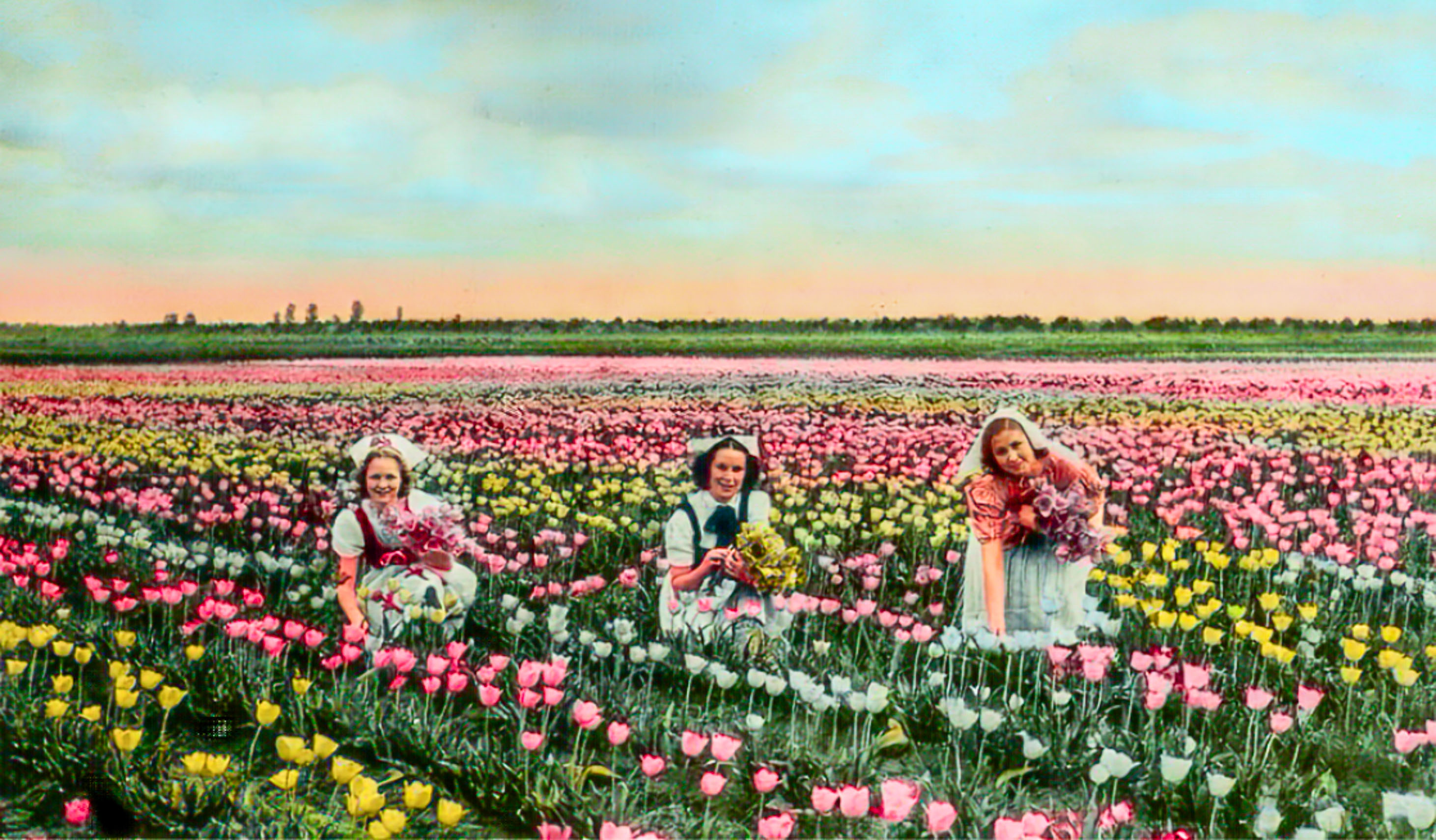 tulip postcard
